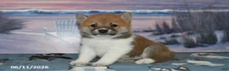 Shiba Inu dogs for sale: Jasper - Ad 1