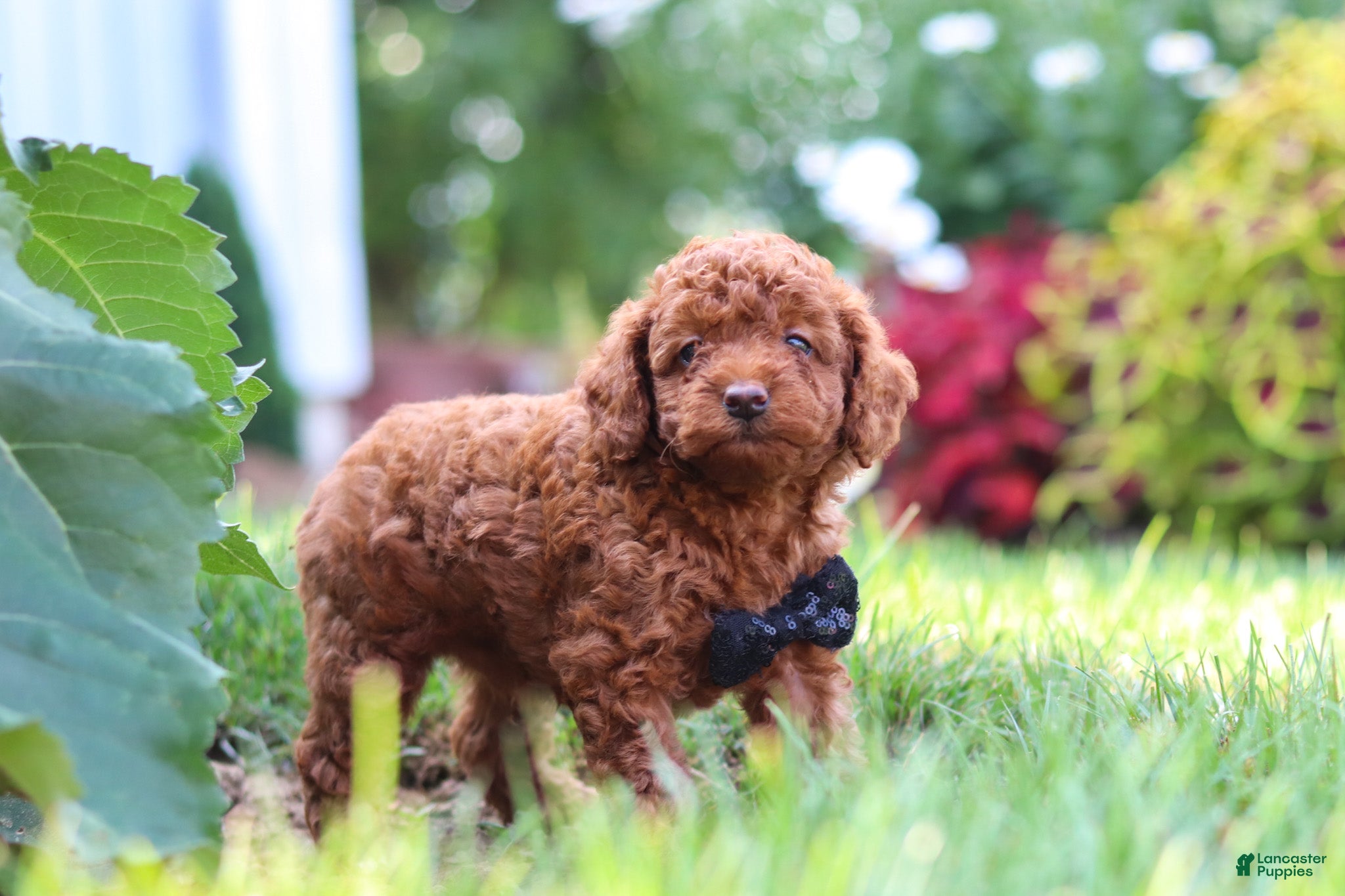 Miniature Poodle dogs Blake - Ad 2