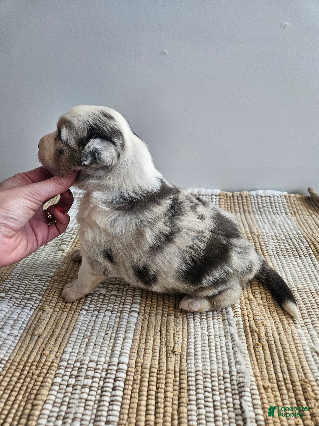 Australian Shepherd dogs for sale: Charlie blue eyes - Ad 2