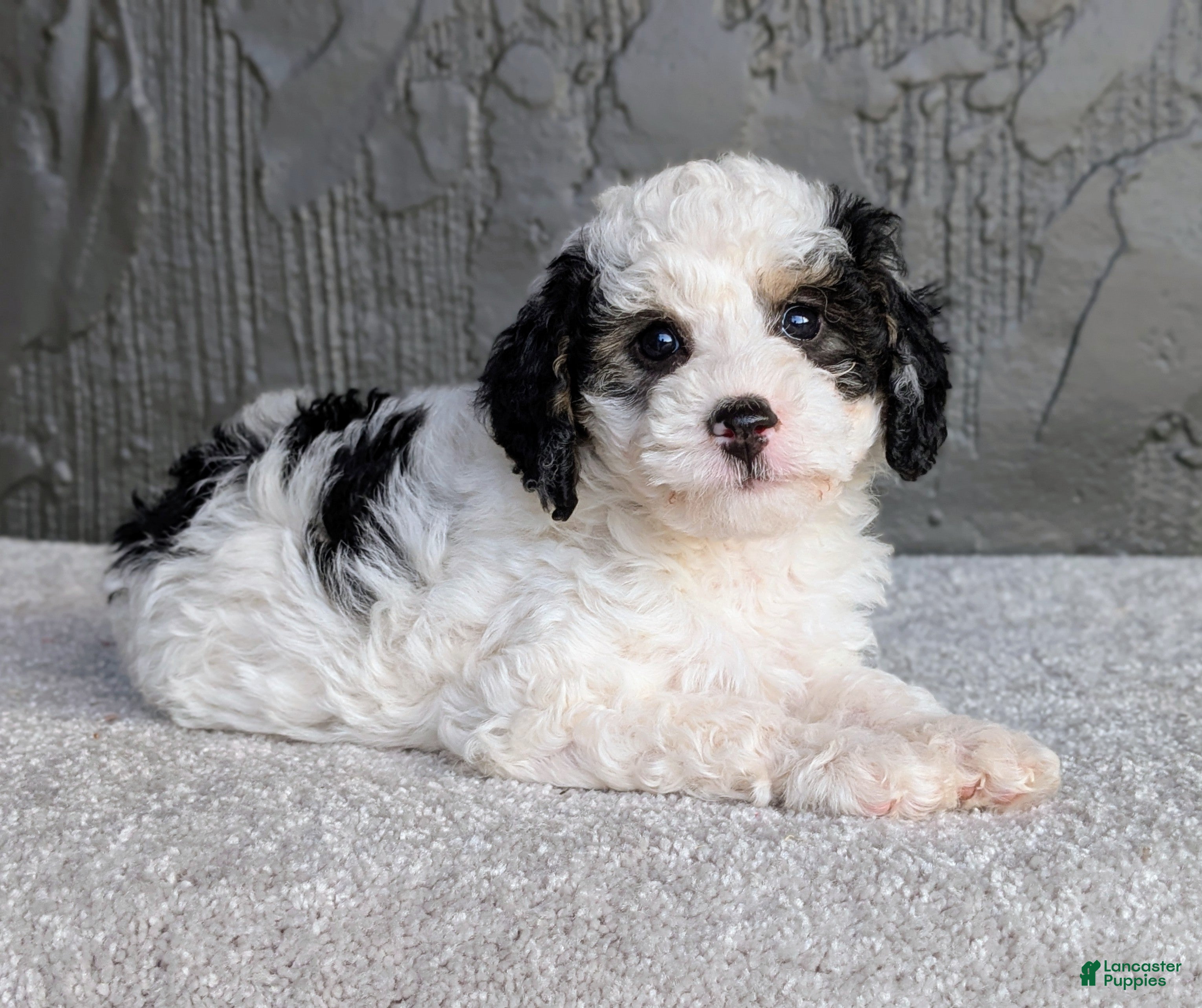 Mini Bernedoodle dogs Ceaser  - Ad 2
