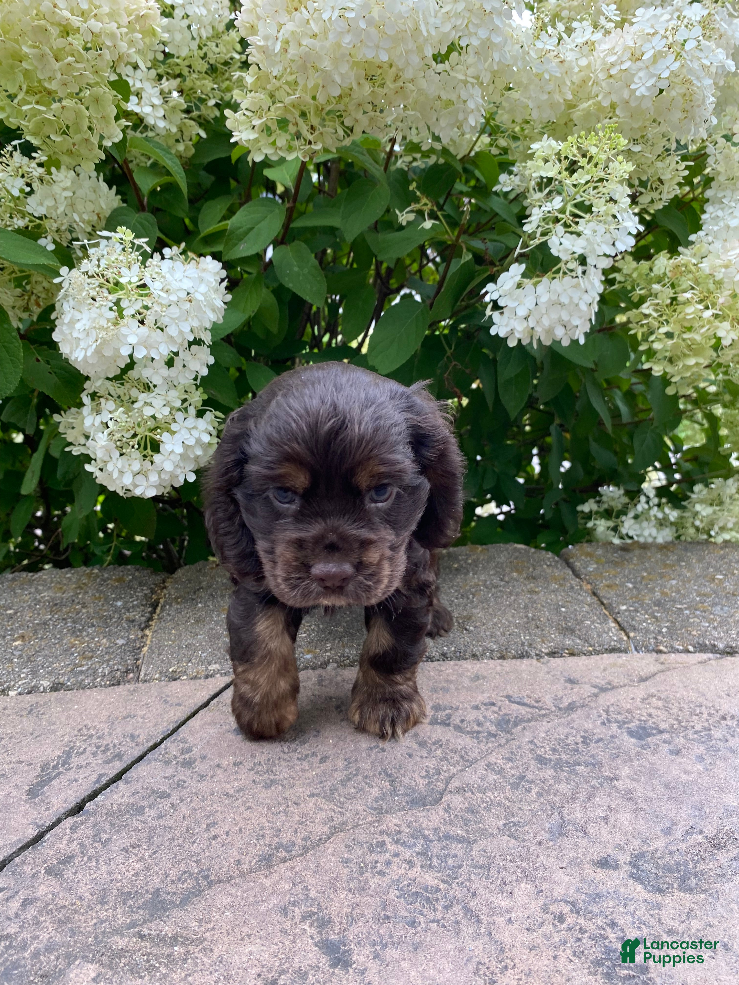 Cocker Spaniel dogs Tim - Ad 2