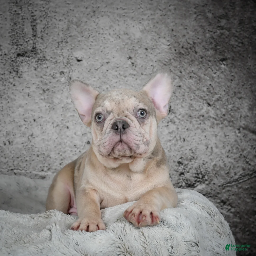 French Bulldog dogs for sale: Axel - Ad 2