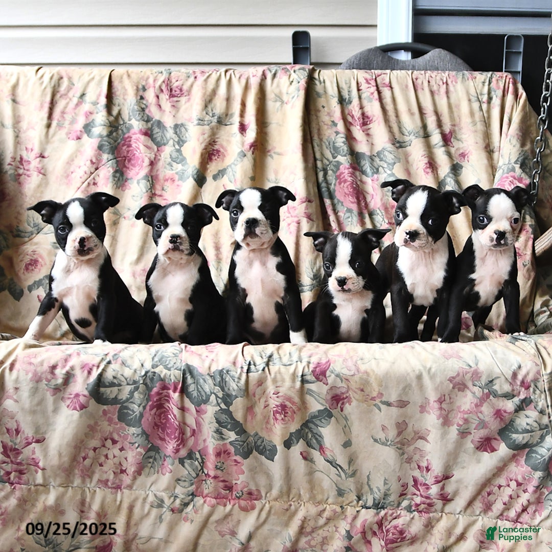 Boston Terrier dogs for sale: Mickey - Ad 9