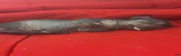 Chinese Crested dogs for sale: Biggs - Ad 9