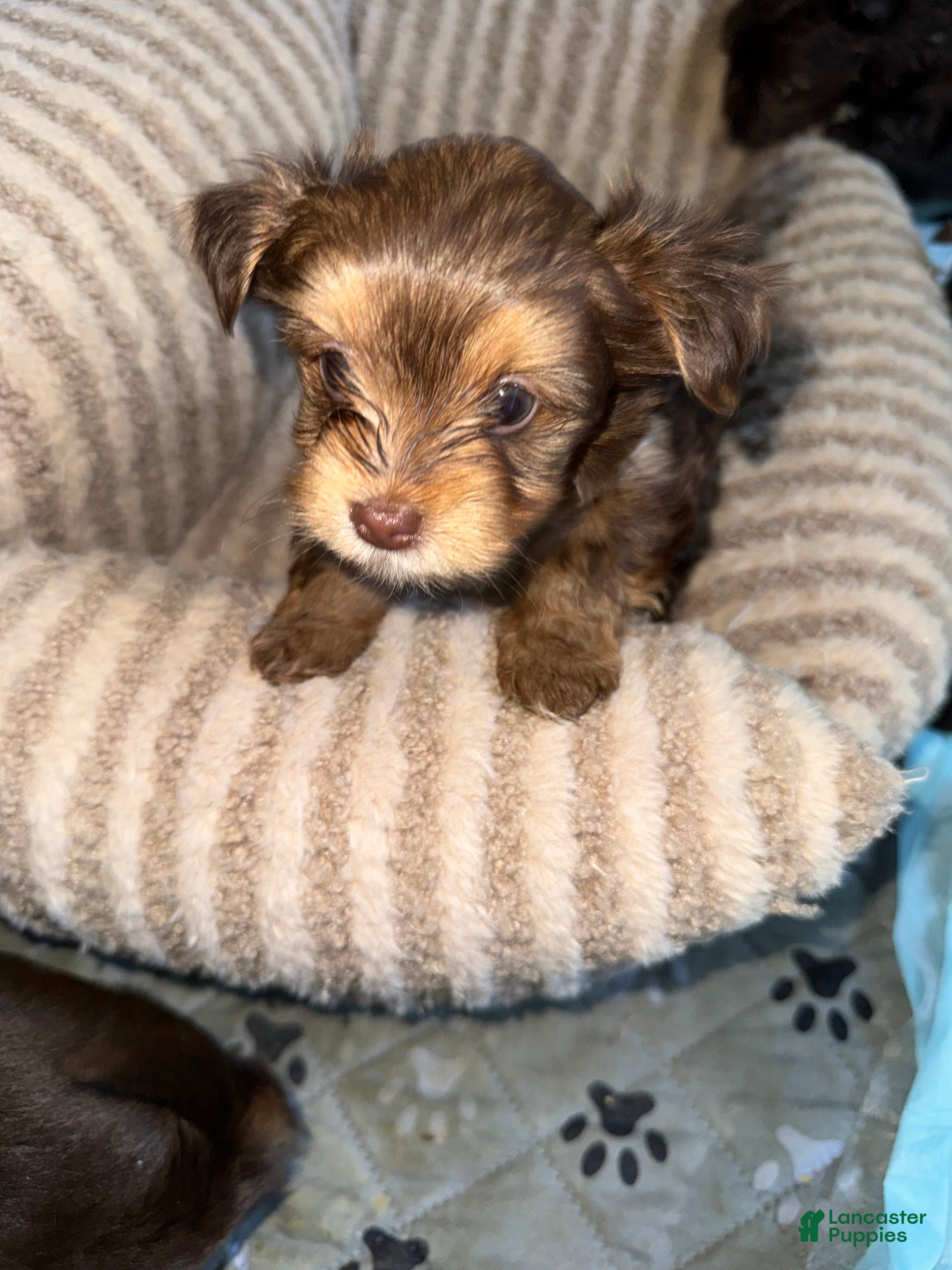 Yorkshire Terrier dogs Truffle - Ad 1