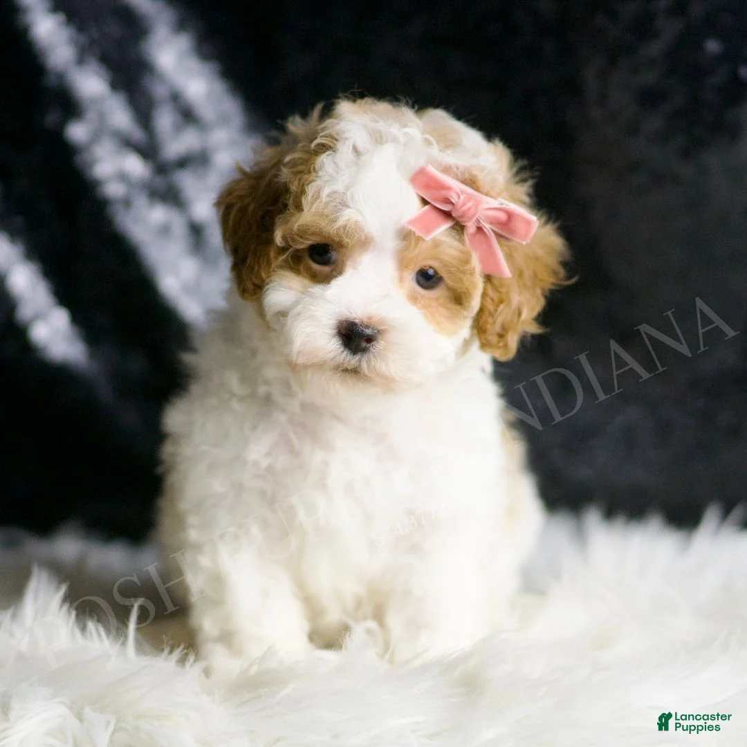 Maltipoo dogs for sale: Ellie - Ad 1