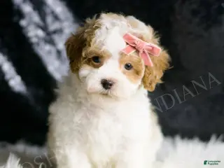 Maltipoo dogs Ellie - Ad 21