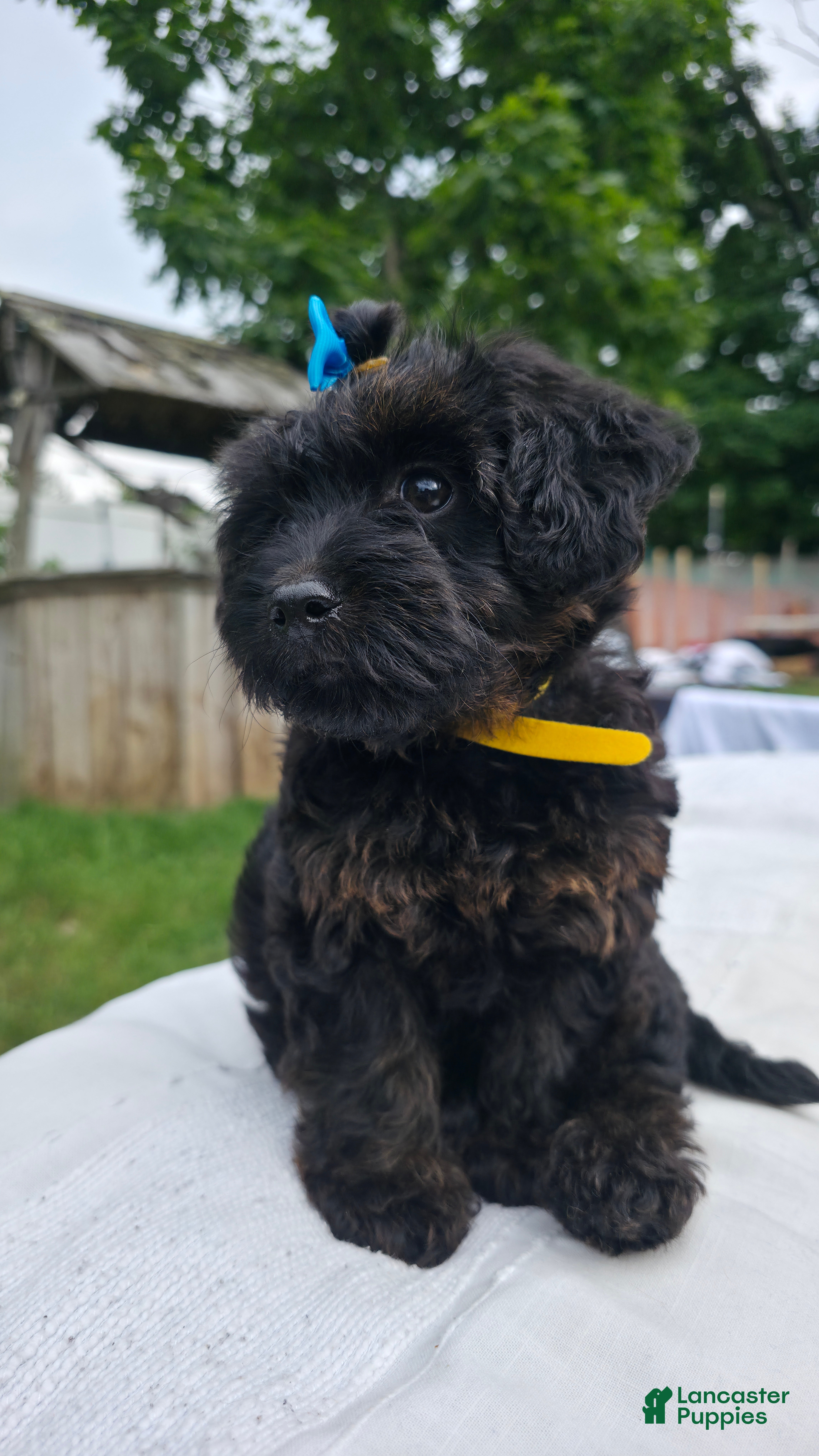 Yorkiepoo dogs Yorkiepoo Yellow Collar Female 💛 - Ad 2