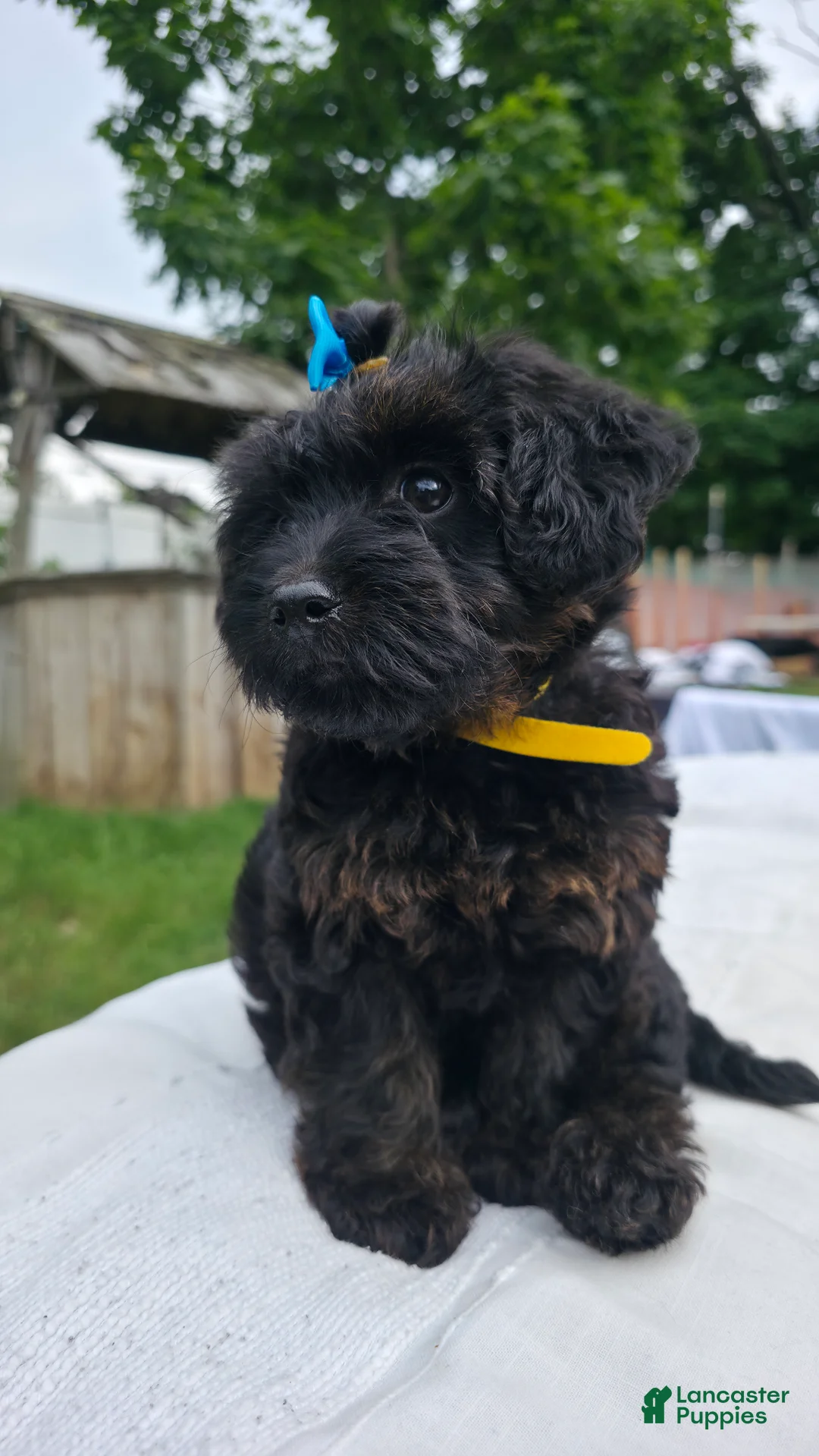 Yorkiepoo dogs for sale: Yorkiepoo Yellow Collar Female 💛 - Ad 2