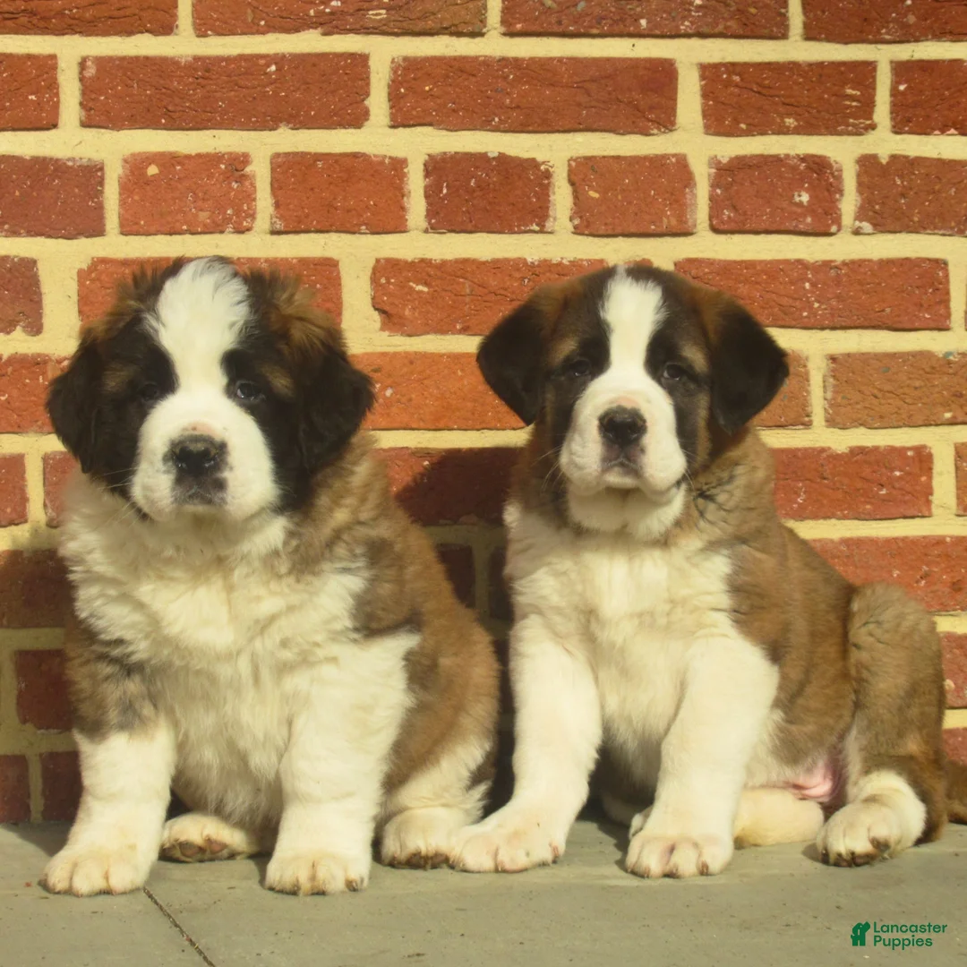 Saint Bernard dogs for sale: Della  - Ad 5