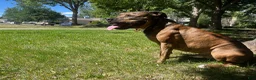 American Pit Bull Terrier dogs for stud: Sekhmet's Kennel - Ad 7