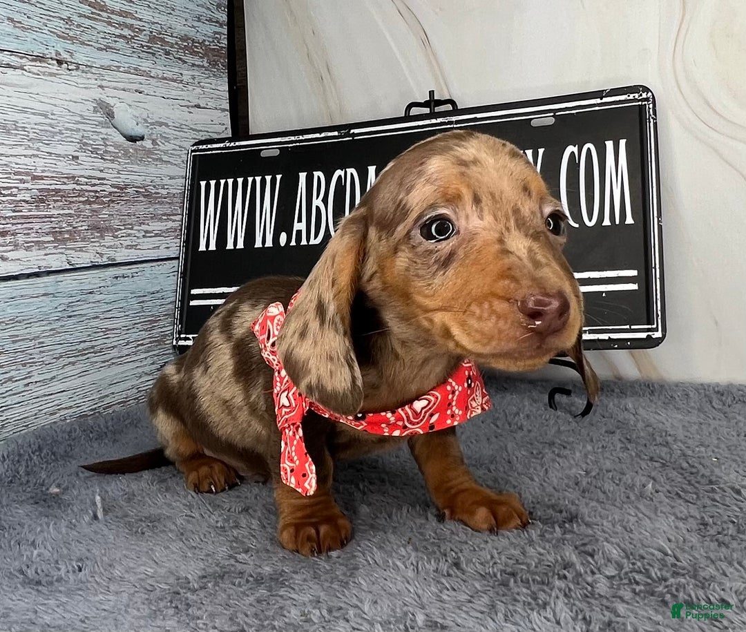 Dachshund dogs for sale: Ch Harriet LH dappleAkc - Ad 19