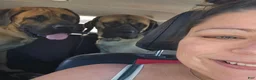 English Mastiff dogs for sale: English Mastiff 2 - Ad 10