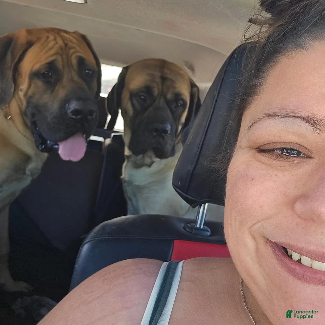 English Mastiff dogs for sale: English Mastiff 2 - Ad 10