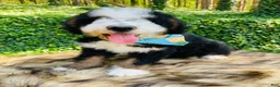 Bernedoodle dogs for sale: Bernedoodle “Mack” ( blue collar) - Ad 8
