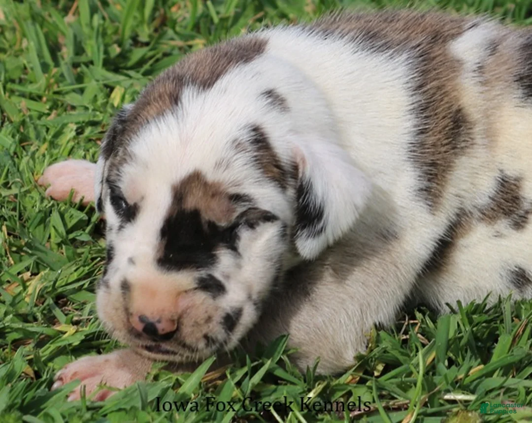 Great Dane dogs for sale: Maggie - Ad 1