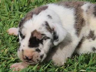 Great Dane dogs Maggie - Ad 6