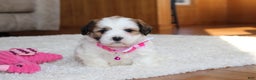 Teddy Bear dogs for sale: Lola - Ad 6