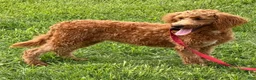 Labradoodle dogs for sale: Mini Labradoodle Tanzy - Ad 6