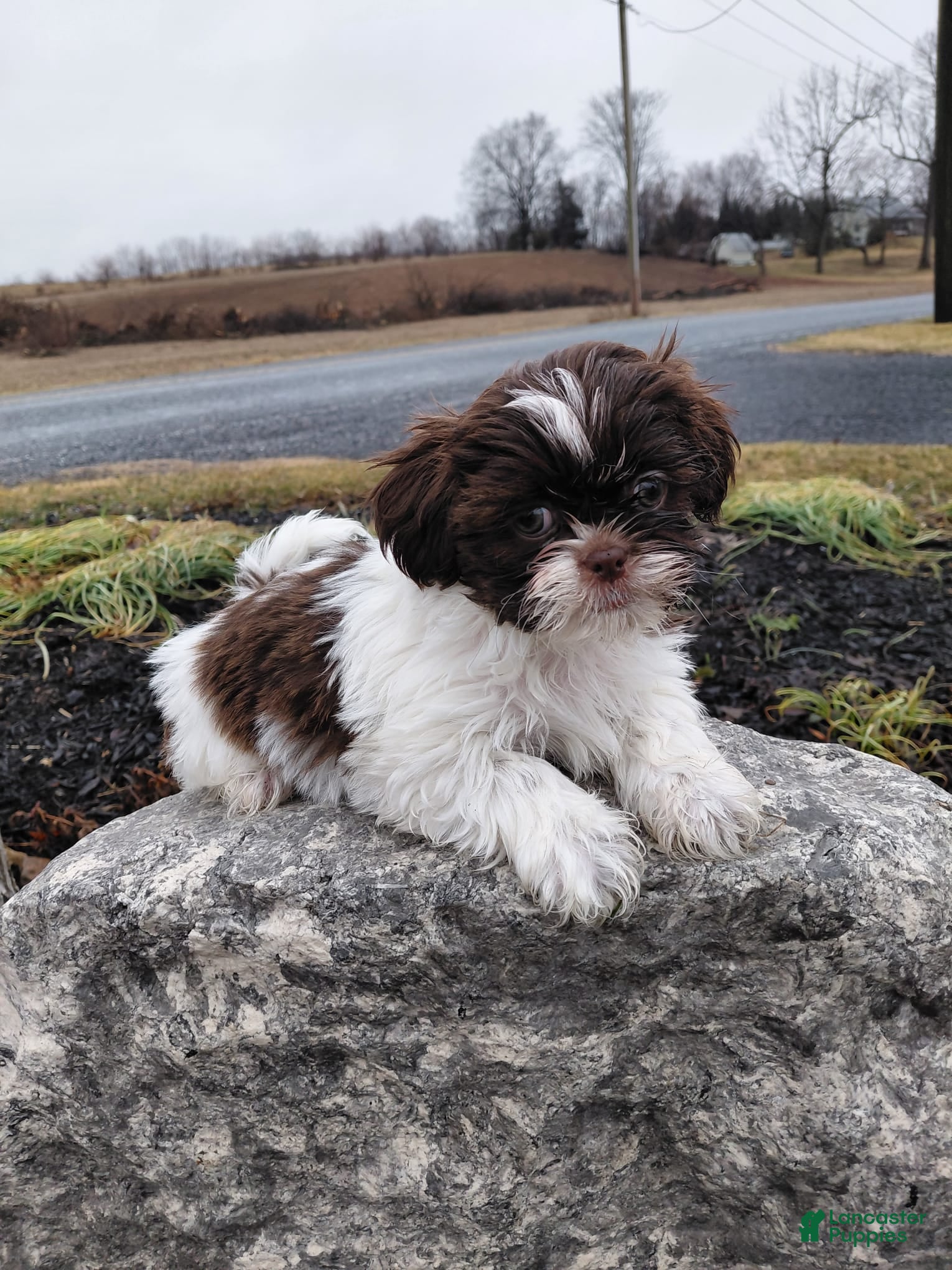 Shih Tzu dogs Derek - Ad 1