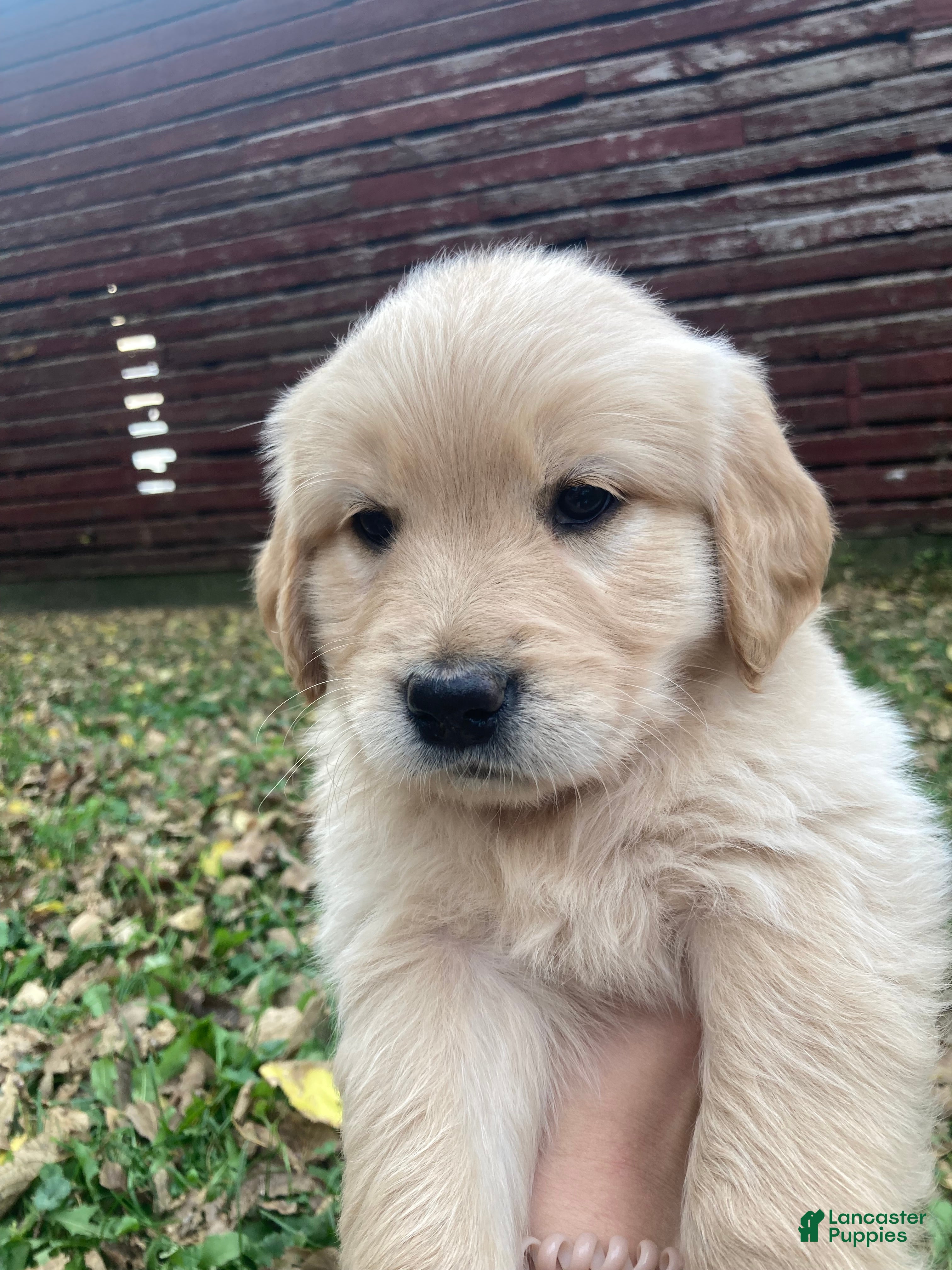 Golden Retriever dogs for sale: Alyssa - Ad 1
