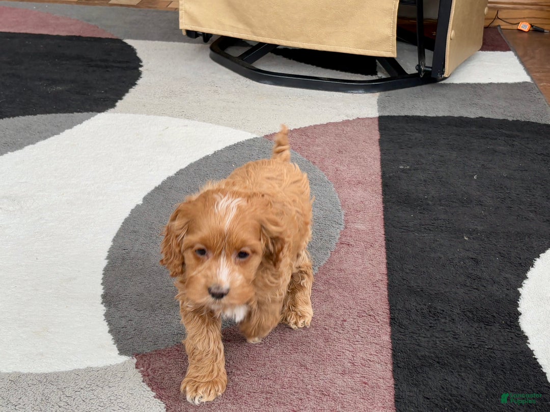 Cockapoo dogs for sale: Cockapoo female 1 - Ad 13