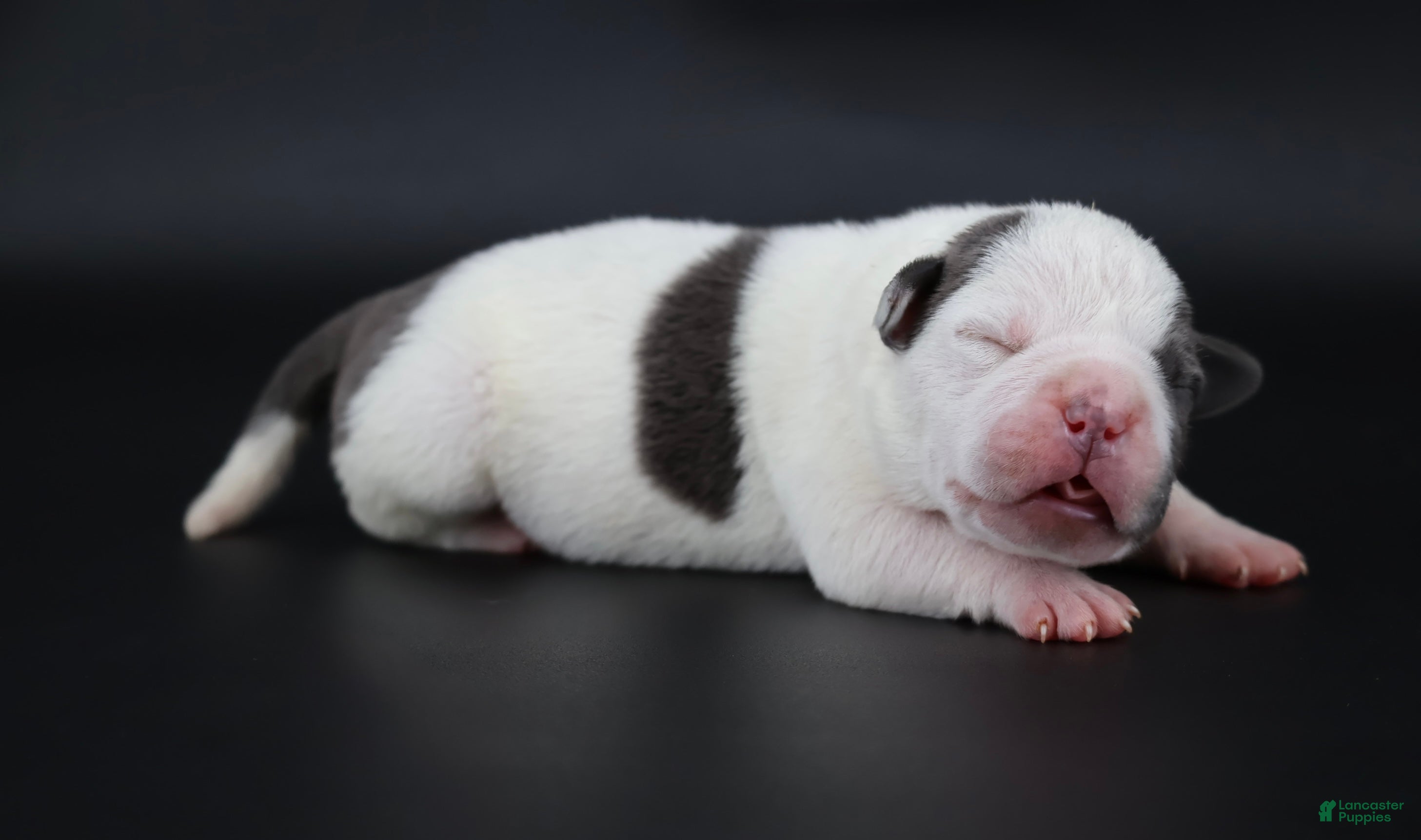 American Bully dogs Lace - Ad 34