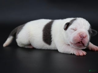 American Bully dogs Lace - Ad 34