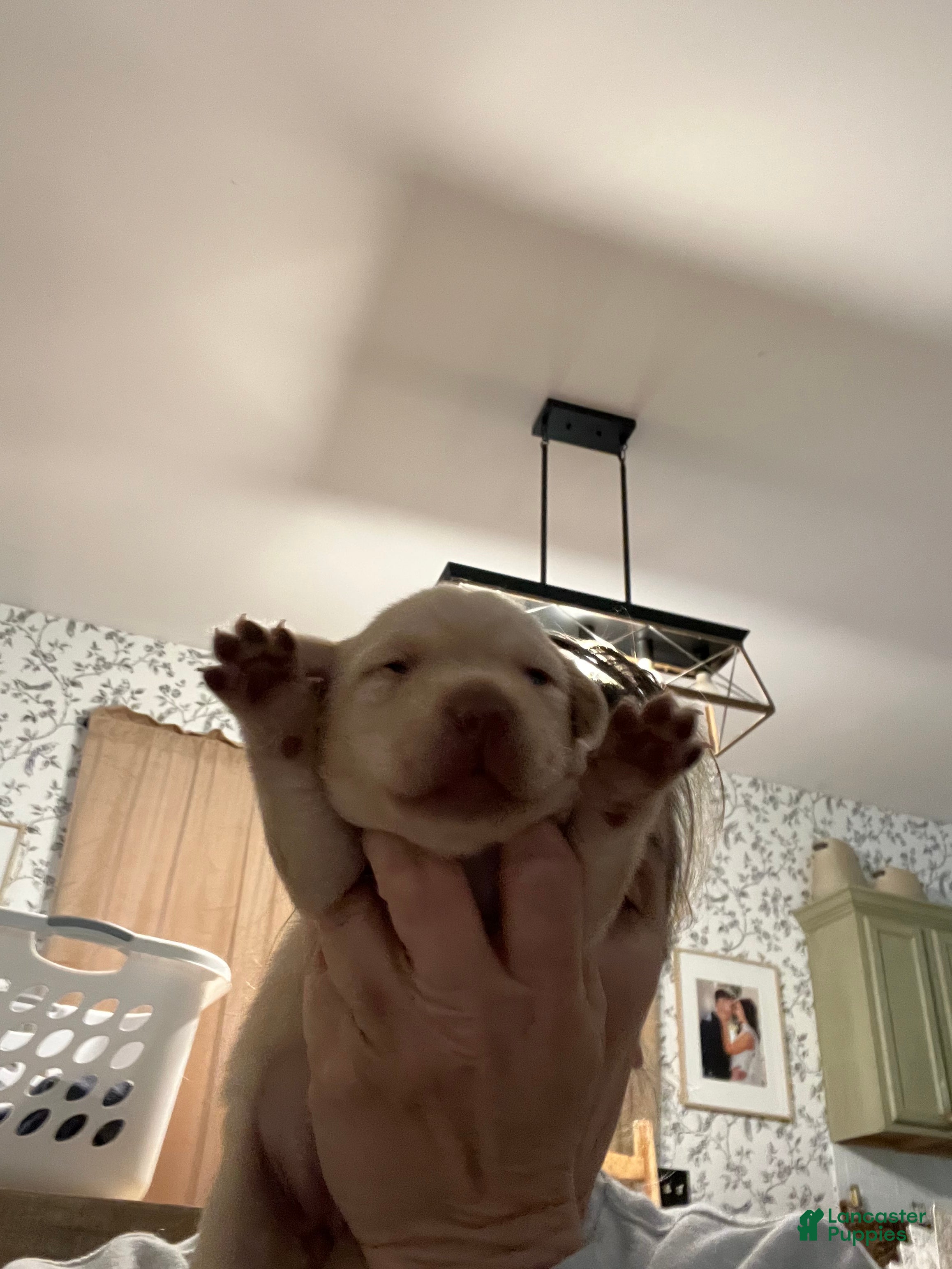 Labrador Retriever dogs Barney - Ad 1