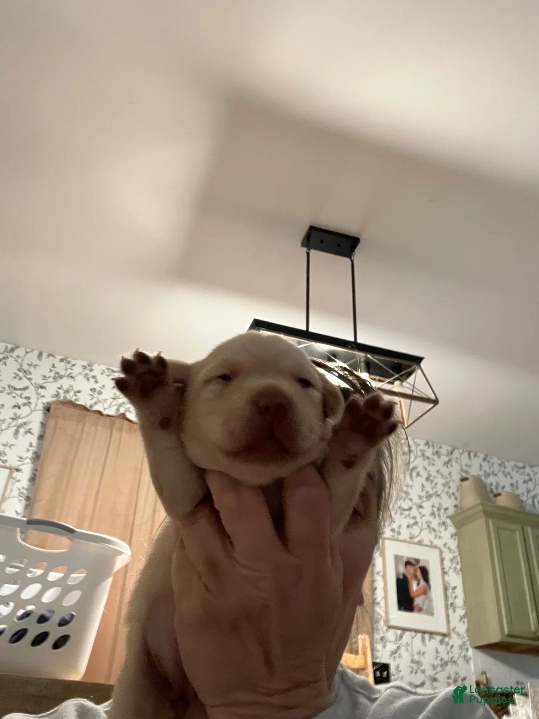 Labrador Retriever dogs for sale: Barney - Ad 1