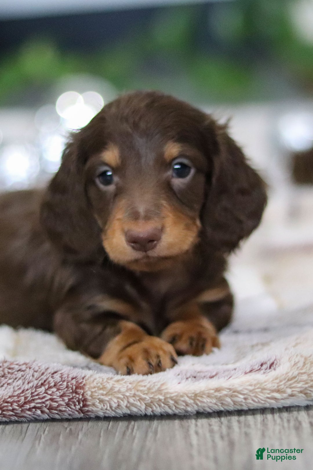 Miniature Dachshund dogs for sale: Alex - Ad 11