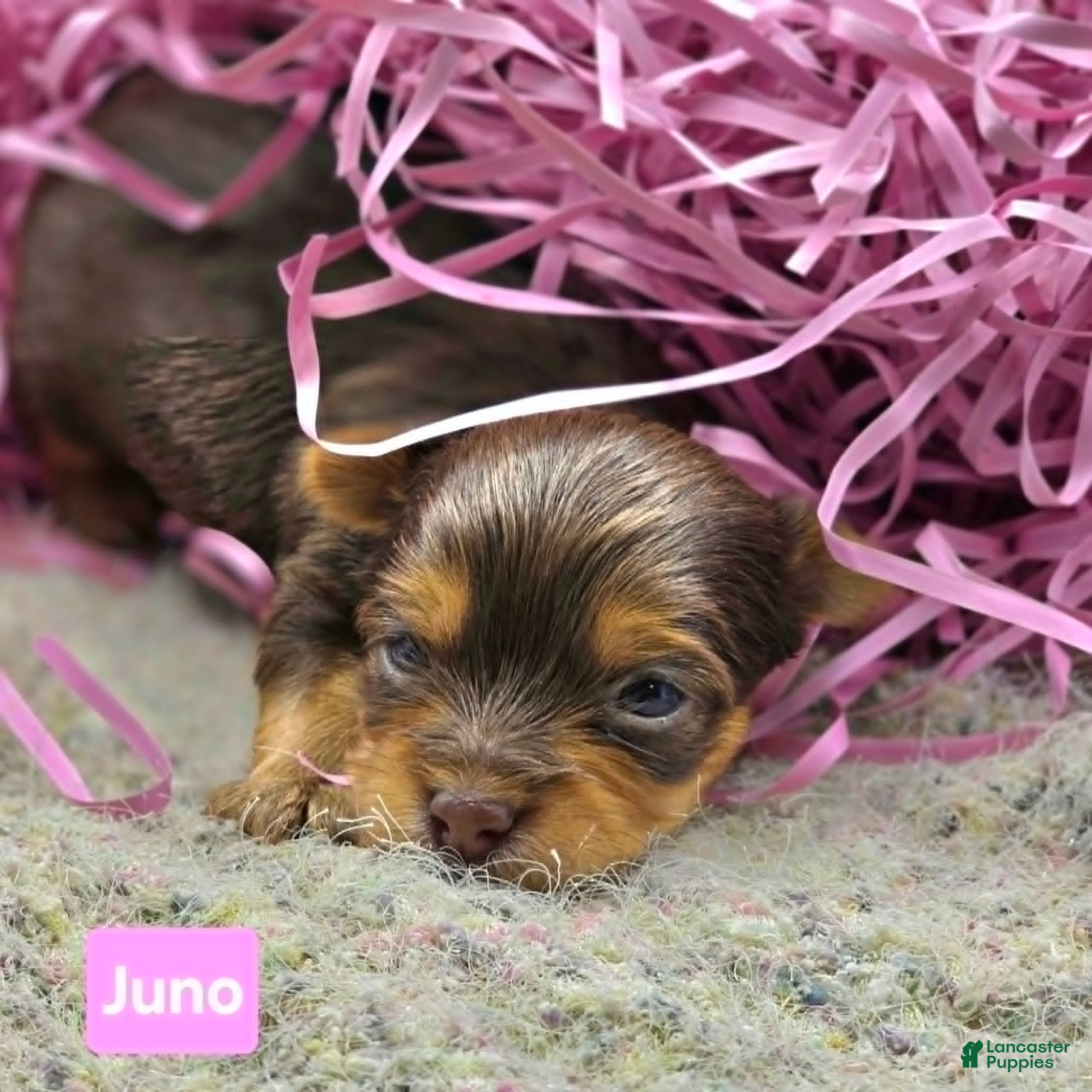 Yorkshire Terrier dogs Juno - Ad 2