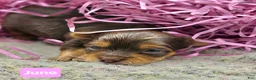 Yorkshire Terrier dogs for sale: Juno - Ad 1