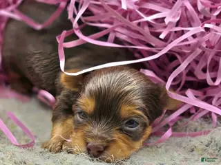 Yorkshire Terrier dogs for sale: Juno - Ad 2