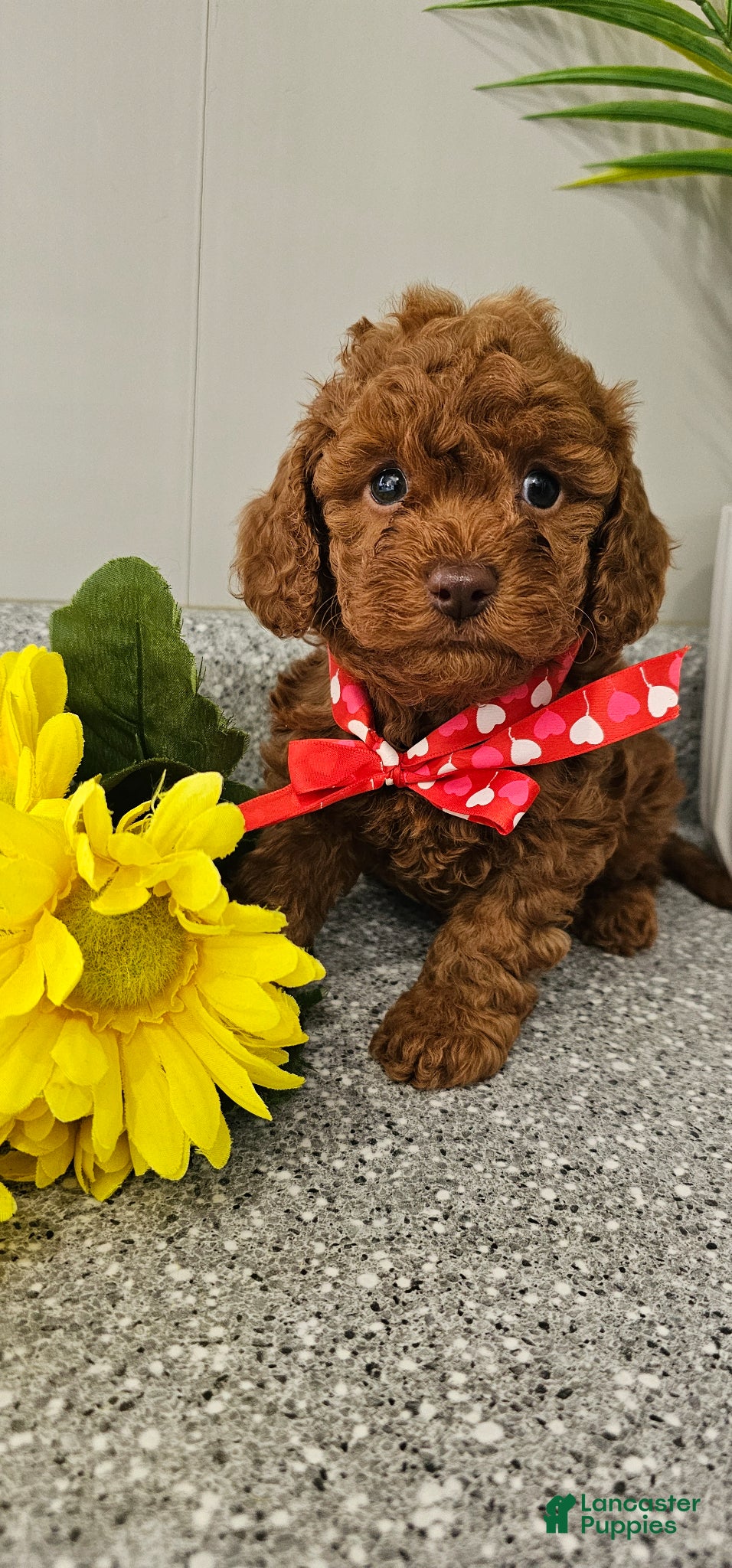 Cavapoo dogs Charming Chester - Ad 2