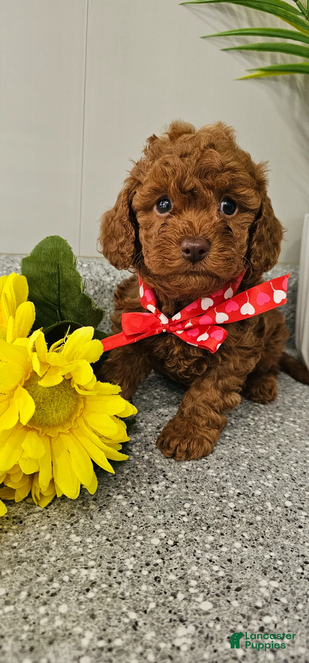 Cavapoo dogs for sale: Charming Chester - Ad 2