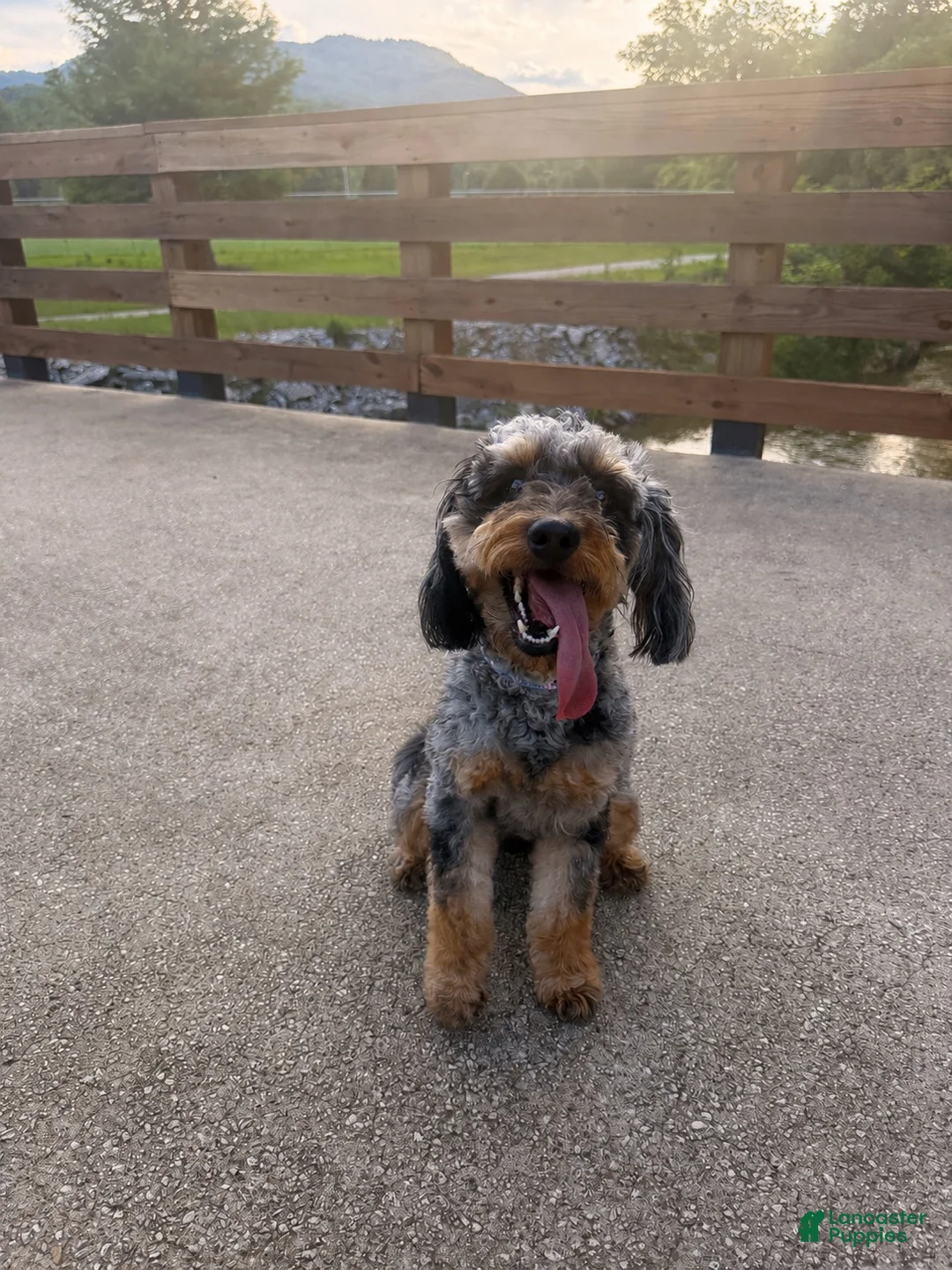 Aussiedoodle dogs for sale: Boone - Ad 8