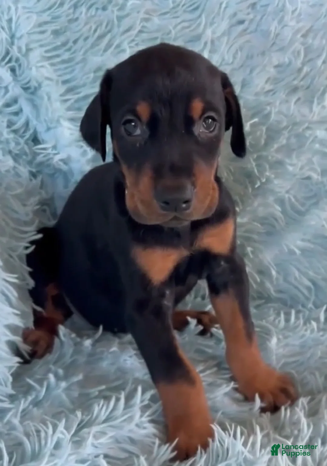 Doberman Pinscher dogs for sale: Doberman Pinscher 5 - Ad 2