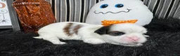 Shih Tzu dogs for sale: Shih Tzu 5 - Ad 1
