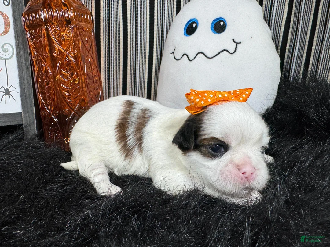 Shih Tzu dogs for sale: Shih Tzu 5 - Ad 1