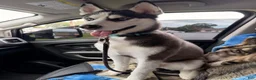 Siberian Husky dogs for sale: Steele - Ad 3