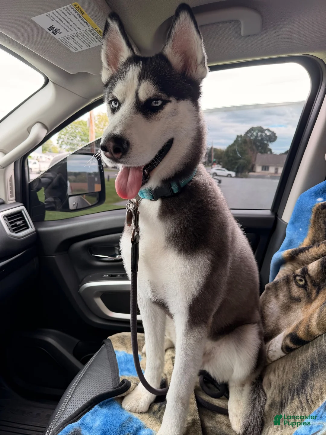 Siberian Husky dogs for sale: Steele - Ad 3
