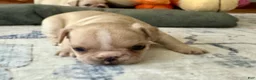 French Bulldog dogs for sale: French Bulldog Truffle  - Ad 4