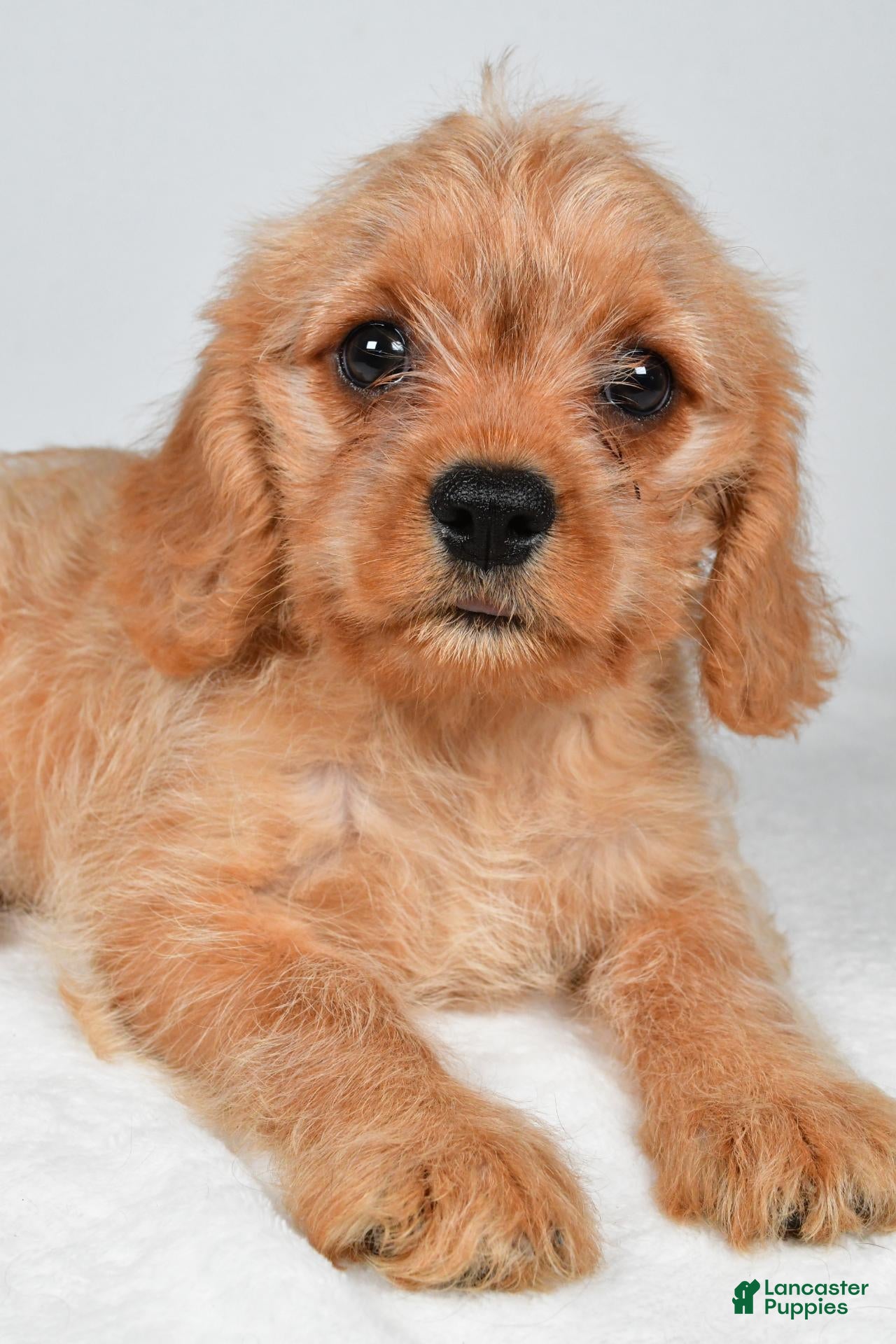 Mixed Breed dogs for sale: Brittany - Ad 4