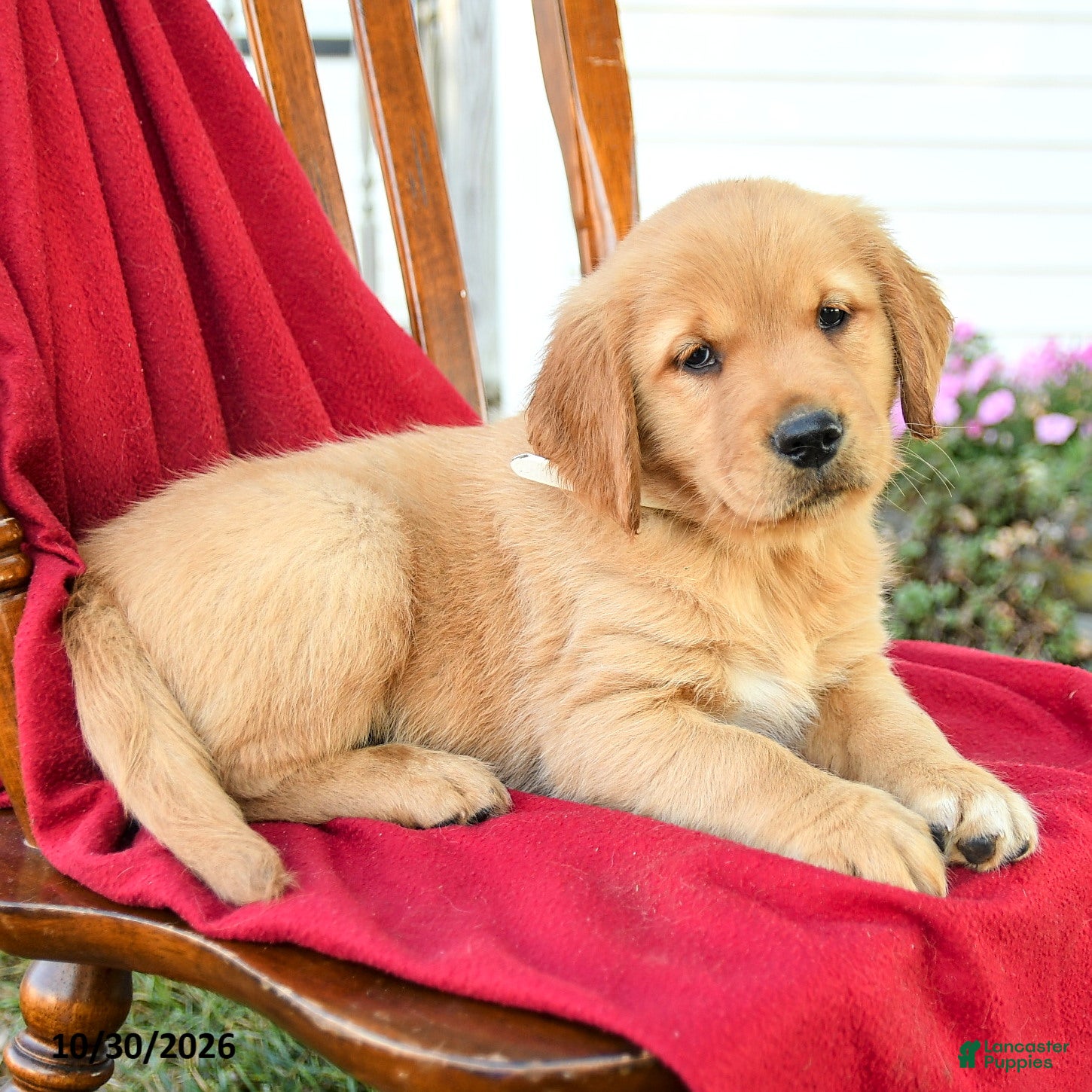 Golden Retriever dogs for sale: Baxter - Ad 2