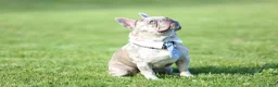 French Bulldog dogs for stud: Cash's - Ad 8
