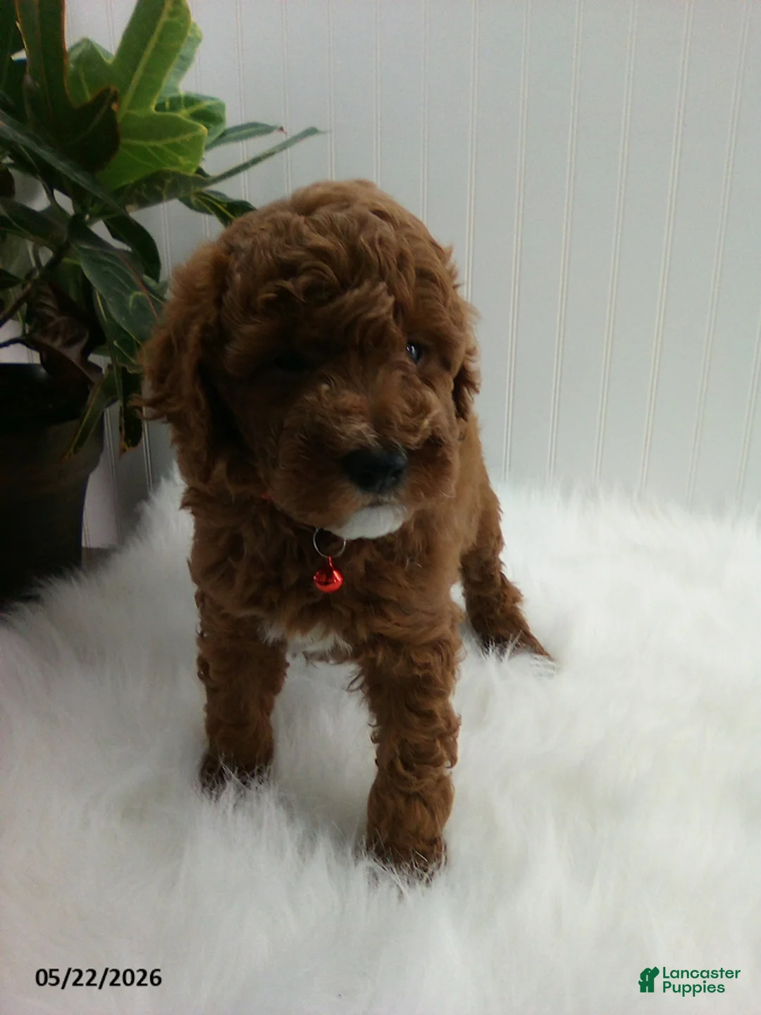 Miniature Poodle dogs for sale: Stewart - Ad 3
