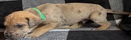 Great Dane dogs for sale: Green - Ad 2