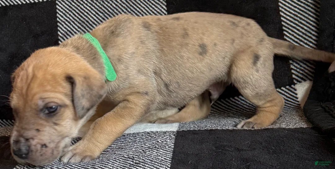 Great Dane dogs for sale: Green - Ad 2