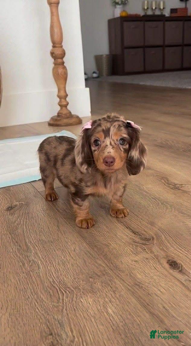 Dachshund dogs Taffy - Ad 39